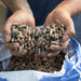 Man holding a handful of pellets.